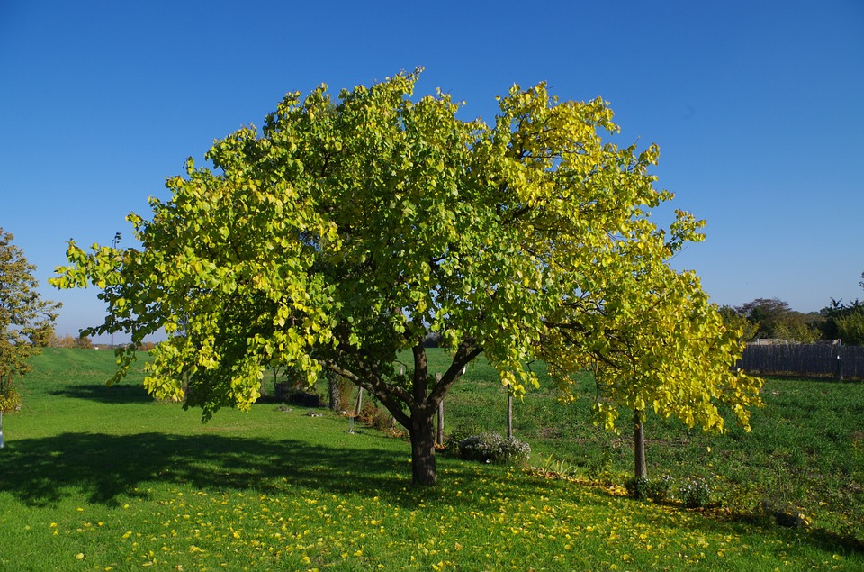 meruňka strom